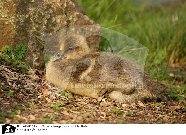 Grauganskken / young graylag goose / AB-01349