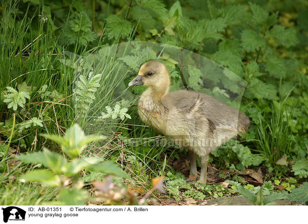 young graylag goose / AB-01351