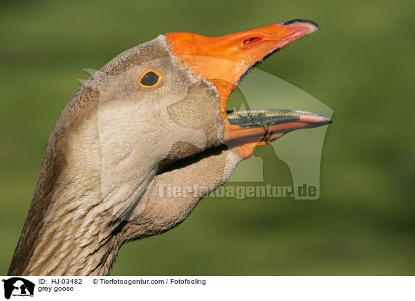 Graugans / grey goose / HJ-03482