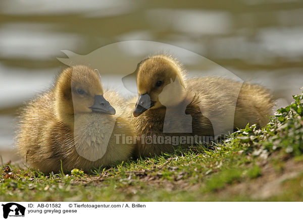Grauganskken / young greylag geese / AB-01582