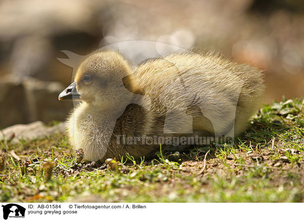 young greylag goose / AB-01584