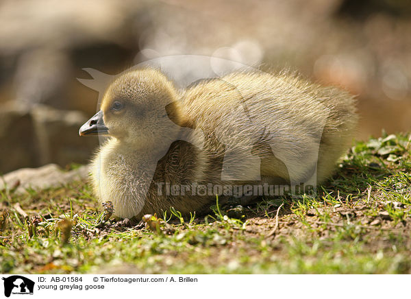 Grauganskken / young greylag goose / AB-01584