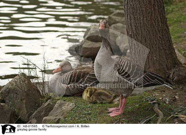 Gnsefamilie / greylag goose family / AB-01585