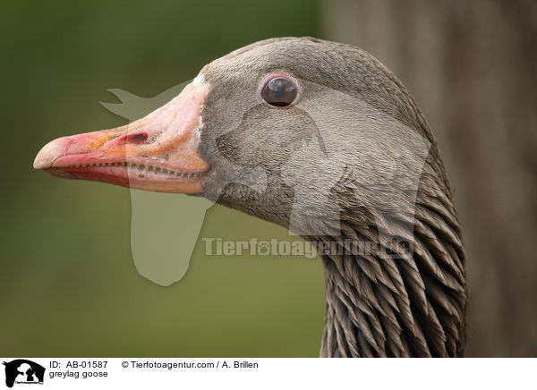 Graugans Portrait / greylag goose / AB-01587