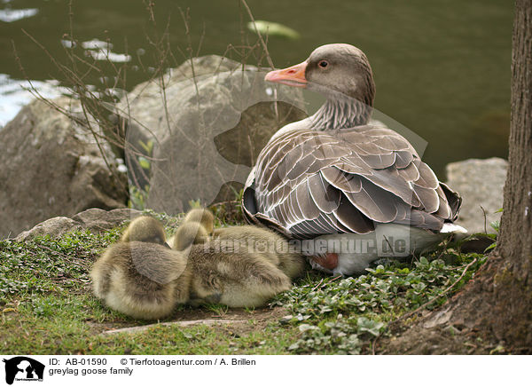 Gnsefamilie / greylag goose family / AB-01590