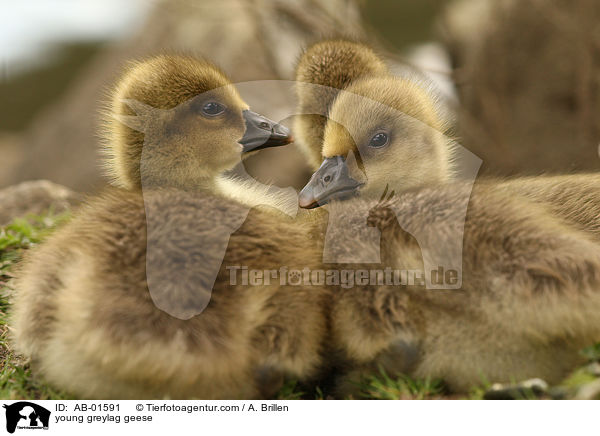 Grauganskken / young greylag geese / AB-01591