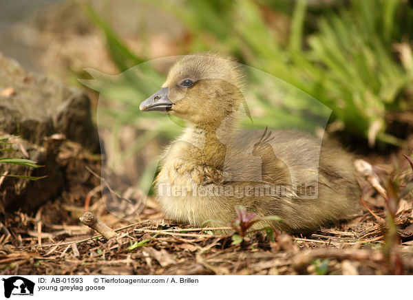 young greylag goose / AB-01593