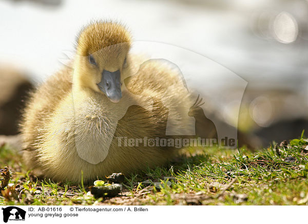 young greylag goose / AB-01616