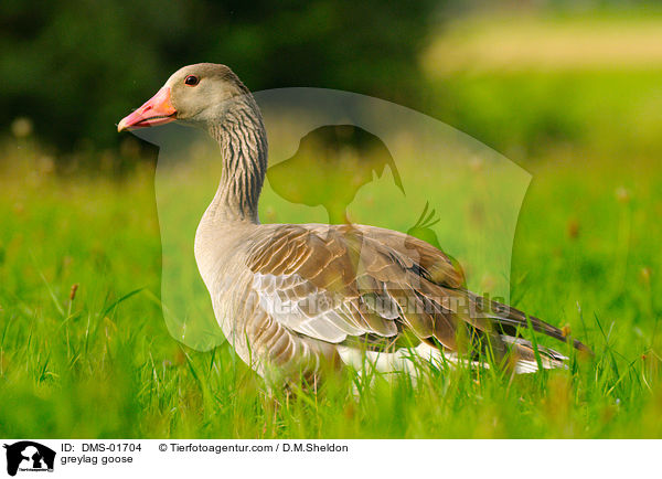 greylag goose / DMS-01704