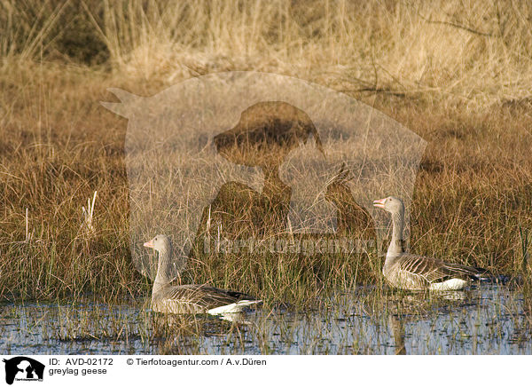 Graugnse / greylag geese / AVD-02172