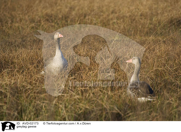 greylag geese / AVD-02173