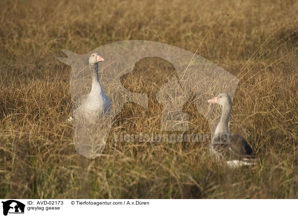 Graugnse / greylag geese / AVD-02173