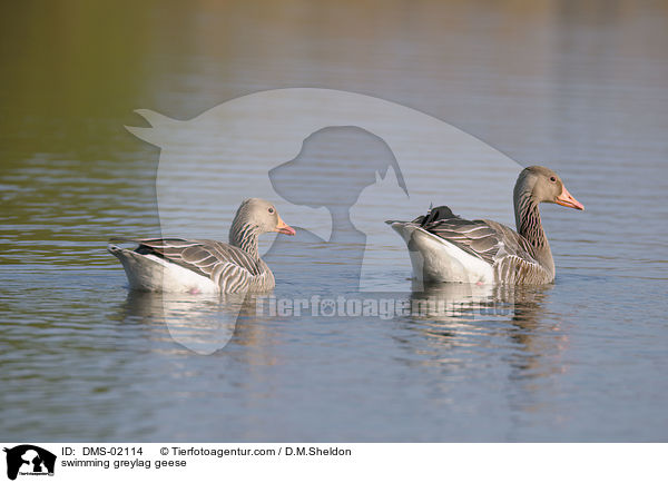 swimming greylag geese / DMS-02114