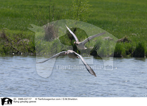 fliegende Graugnse / flying greylag geese / DMS-02117