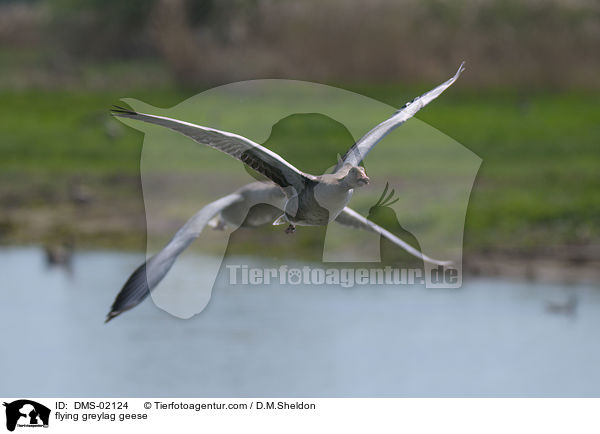 fliegende Graugnse / flying greylag geese / DMS-02124