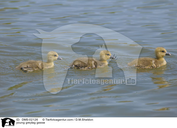 junge Graugnse / young greylag geese / DMS-02126
