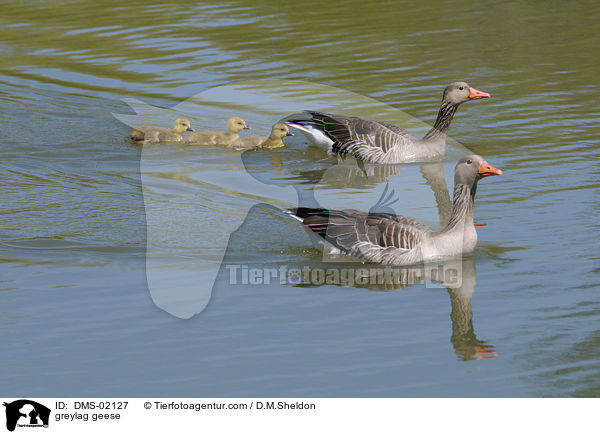 greylag geese / DMS-02127