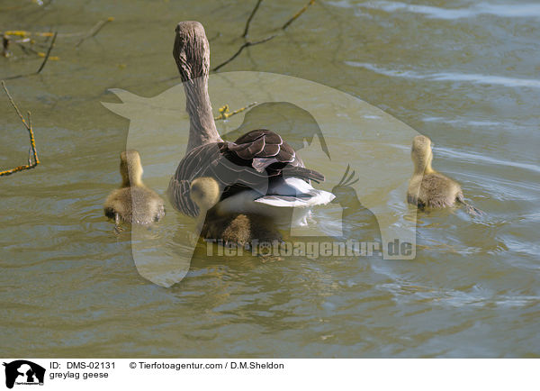 Graugnse / greylag geese / DMS-02131