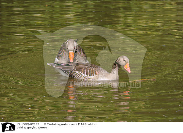 Graugnse bei der Paarung / pairing greylag geese / DMS-02133