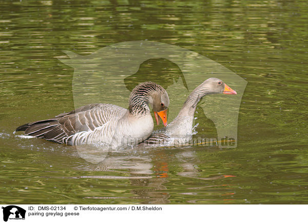 Graugnse bei der Paarung / pairing greylag geese / DMS-02134