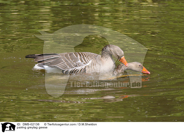 Graugnse bei der Paarung / pairing greylag geese / DMS-02136