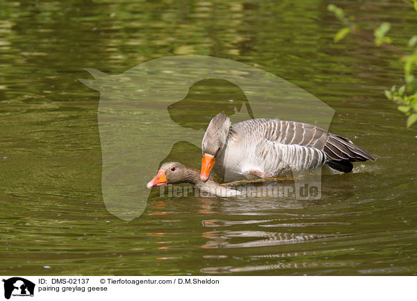 Graugnse bei der Paarung / pairing greylag geese / DMS-02137