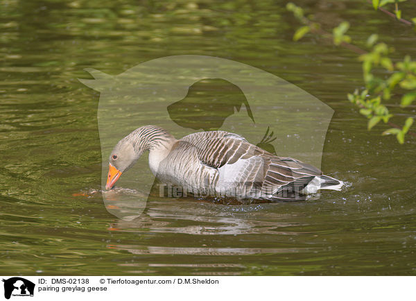 Graugnse bei der Paarung / pairing greylag geese / DMS-02138