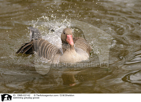 schwimmende Graugans / swimming greylag goose / DMS-02142