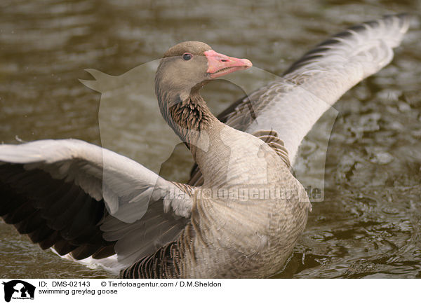 swimming greylag goose / DMS-02143