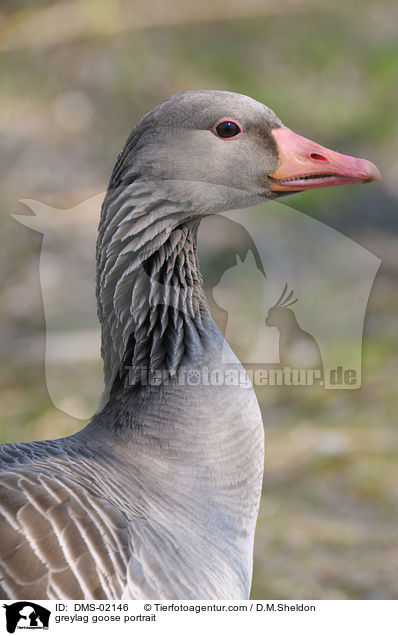 greylag goose portrait / DMS-02146
