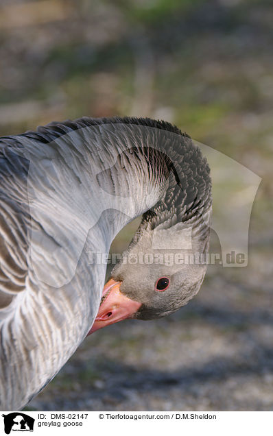 greylag goose / DMS-02147