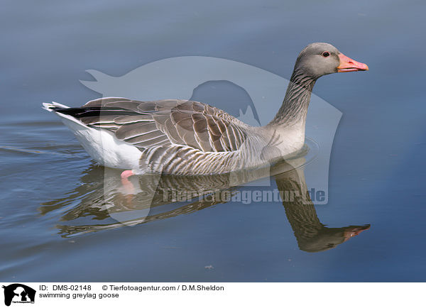 schwimmende Graugans / swimming greylag goose / DMS-02148