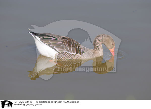 schwimmende Graugans / swimming greylag goose / DMS-02149