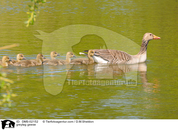 greylag geese / DMS-02152