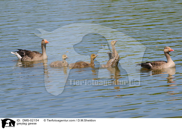 Graugnse / greylag geese / DMS-02154