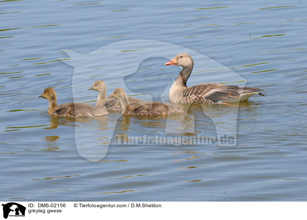 greylag geese / DMS-02156