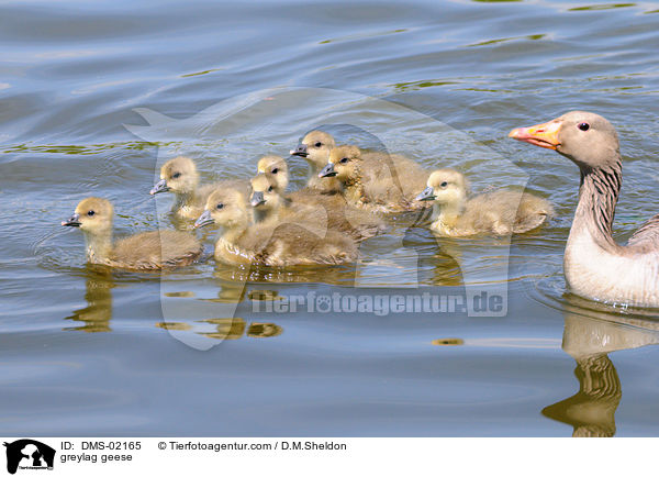 Graugnse / greylag geese / DMS-02165