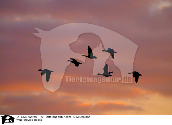 fliegende Graugnse / flying greylag geese / DMS-02166