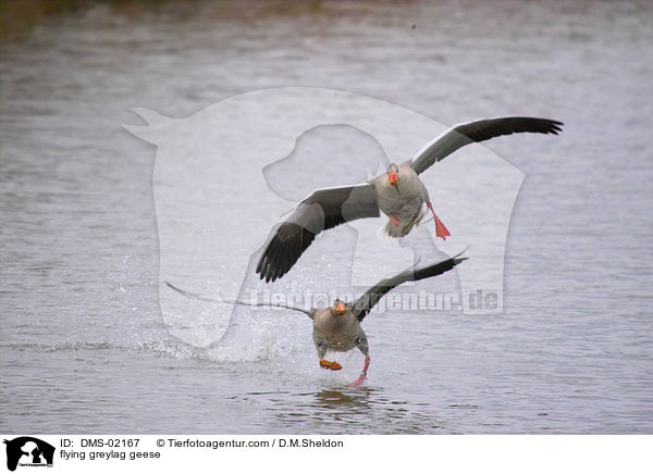 fliegende Graugnse / flying greylag geese / DMS-02167