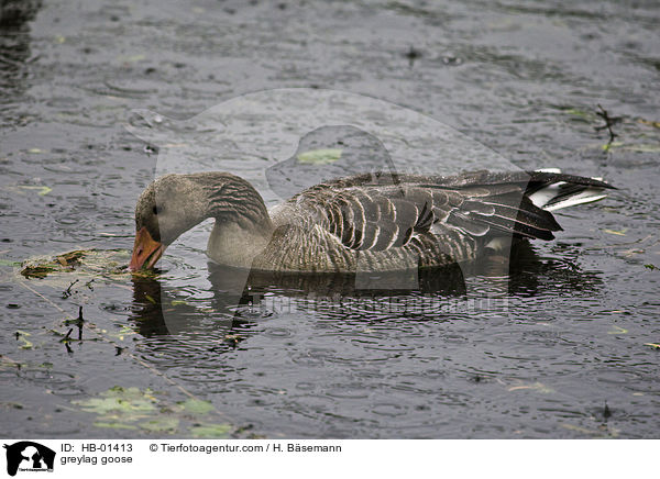 greylag goose / HB-01413