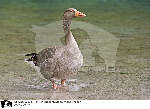 greylag goose / MBS-02831