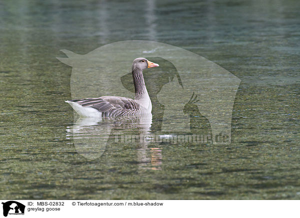 Graugans / greylag goose / MBS-02832