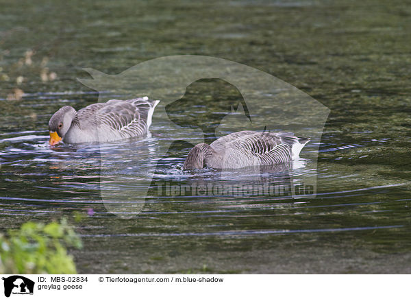 Graugnse / greylag geese / MBS-02834