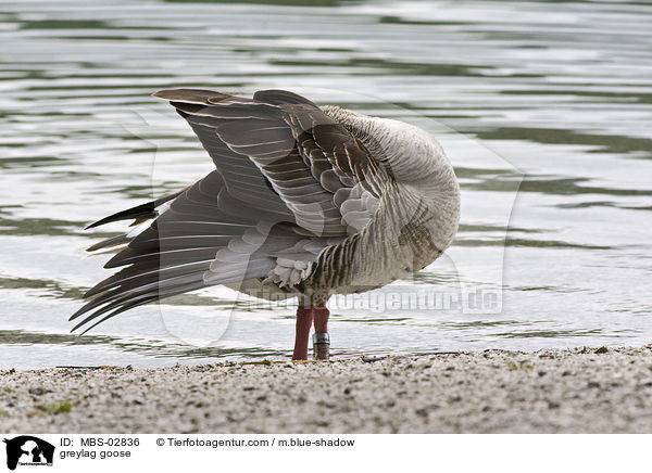 greylag goose / MBS-02836