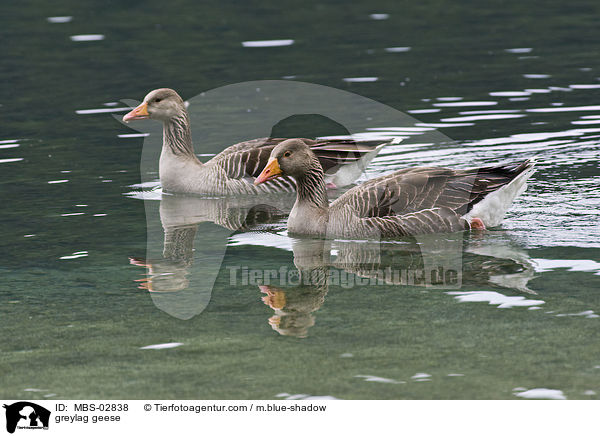Graugnse / greylag geese / MBS-02838