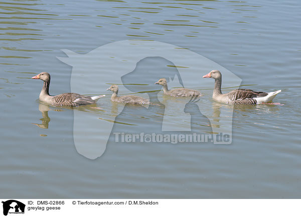 Graugnse / greylag geese / DMS-02866