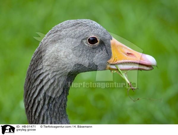 Graugans / greylag goose / HB-01471