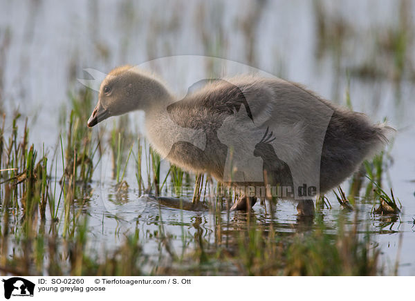 junge Graugans / young greylag goose / SO-02260