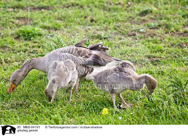 Graugnse / greylag geese / MBS-04191