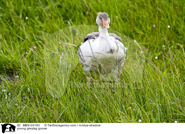 junge Graugans / young greylag goose / MBS-04193